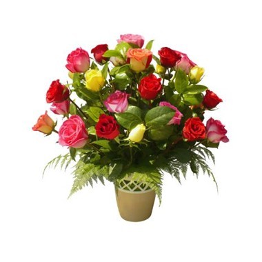 Multicolor roses