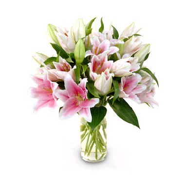 Stargazers Lilies