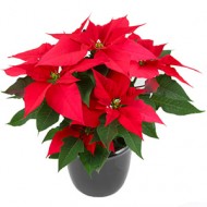 Christmas Poinsettia